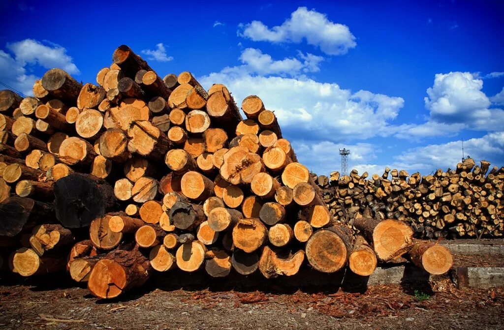 фото из дерева. древесные отходы. дерево бревно. принимаем деревья.