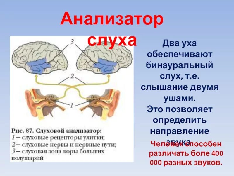 Слух и восприятие звука. Бинауральный слух. Локализация источника звука в пространстве бинауральный слух. Механизм бинаурального слуха. Бинауральный слух это физиология.