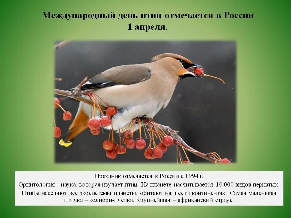 Международный день птицы отмечается 1 апреля. 2 апреля день птиц. 1 апреля день птиц история праздника в россии. праздник птиц когда отмечают в россии. международный день птиц история праздника для детей кратко.