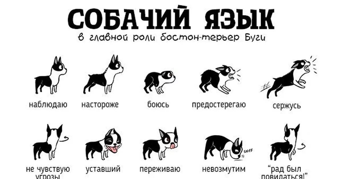 Собачий язык учить. Поведение собак. Поведение собаки по хвосту. Язык тела животных. Кошки переводят собаку