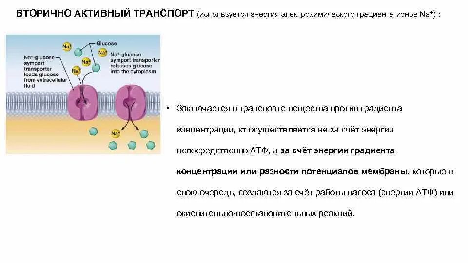 Активный транспорт. Вторично активный транспорт. Активный транспорт ионов осуществляется за счет. Механизм вторично активного транспорта.