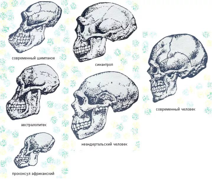 Антропогенез черепа человека. Эволюция черепа Антропогенез. Череп австралопитека рисунок. Этапы антропогенеза череп.
