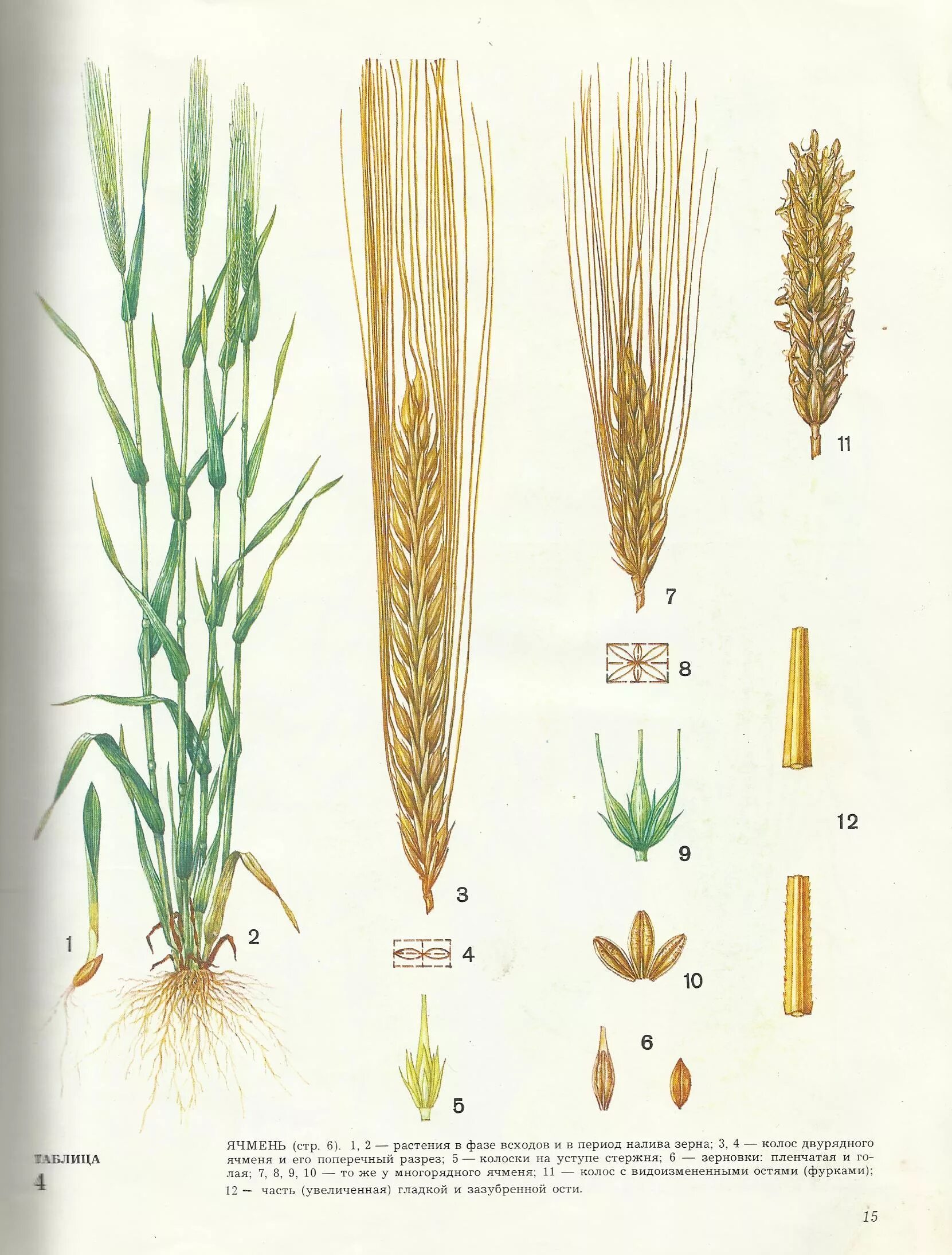 Злаки растения примеры названия. Строение зерна Яровой пшеницы. Строение Колоса пшеницы. Зерновка ячменя. Колос структура двурядный ячмень.