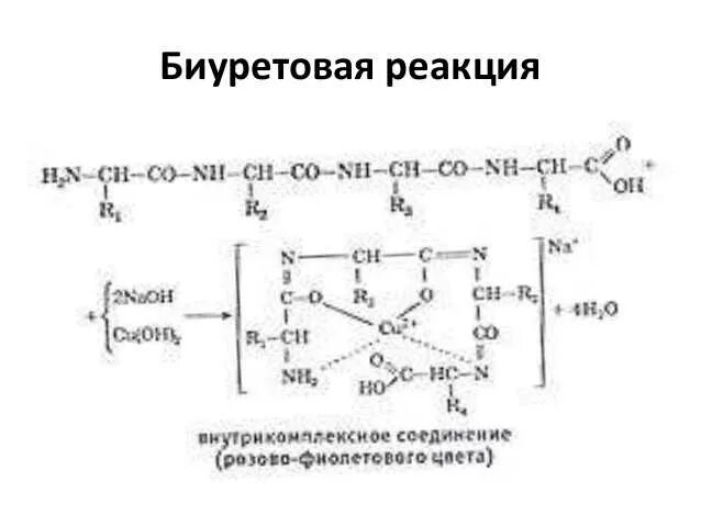 Полипептиды с азотной кислотой дают фиолетовое окрашивание. Биуретовая реакция уравнение. Биуретовая реакция белков реакция. Уравнение биуретовой реакции белка. Биуретовая реакция на полипептиды реакция.