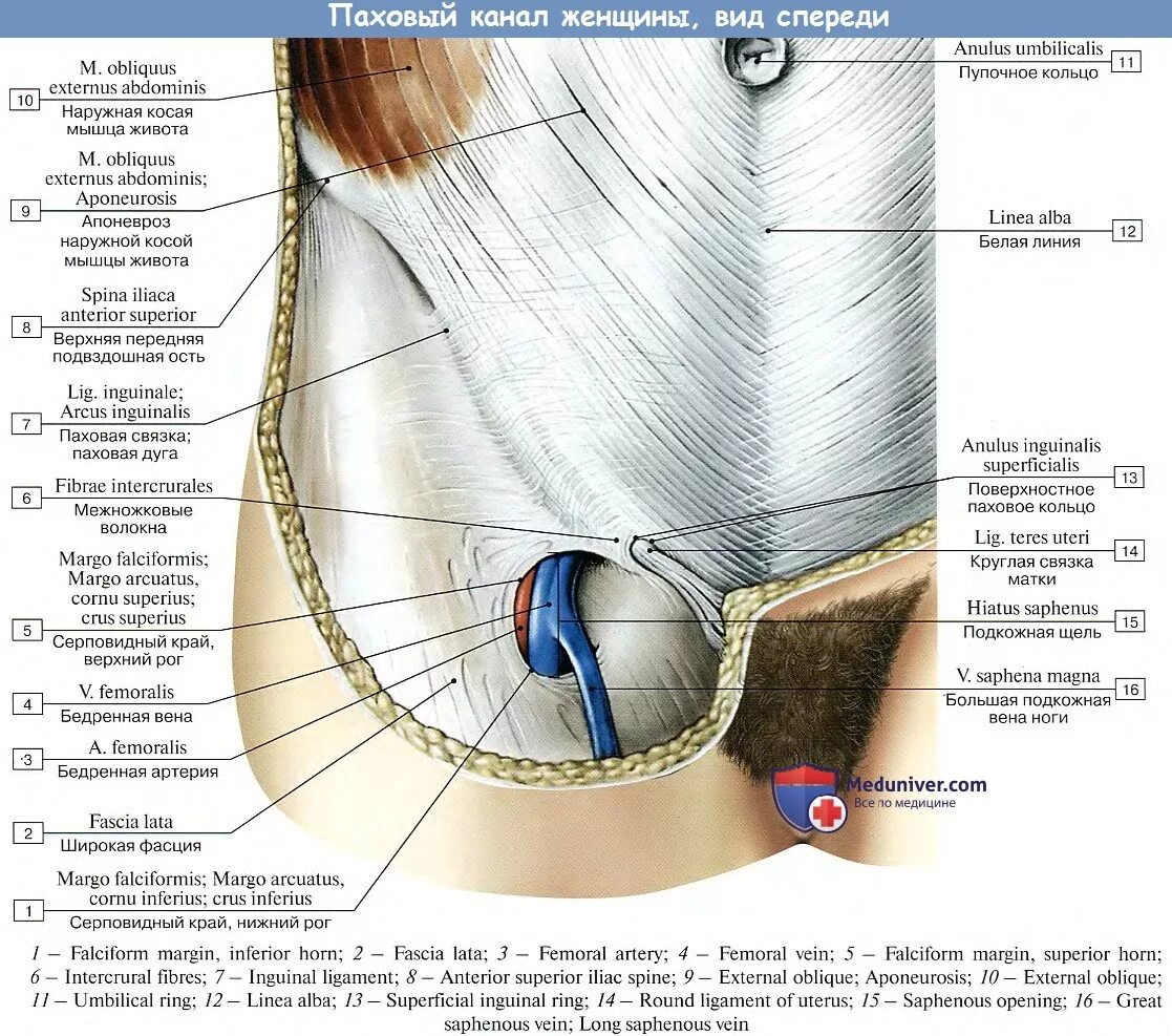 Поверхностное кольцо пахового канала. Поверхностное кольцо пахового канала латынь. Мышцы паха у мужчин анатомия. Canalis inguinalis стенки.