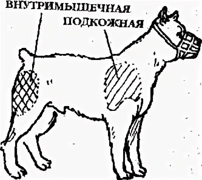 Места уколов собакам. Куда колоть укол собаке внутримышечно. Внутримышечные уколы собаке куда колоть. Внутримышечная инъекция собаке схема. Укол собаке внутримышечно схема.