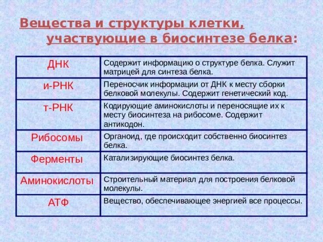 Синтезе белков принимают участие. Служит матрицей для синтеза белка. Структуры клетки участвующие в биосинтезе белка. Матрица для синтеза белка. Вещества и структуры клетки участвующие в биосинтезе белка.