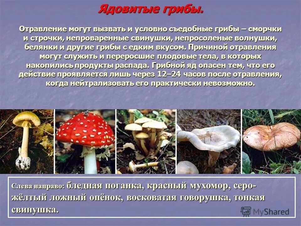 Грибы опасные для животных. Несъедобные и ядовитые грибы. описание ядовитых грибов. несъедобные грибы описание. описание несъедобных грибов.