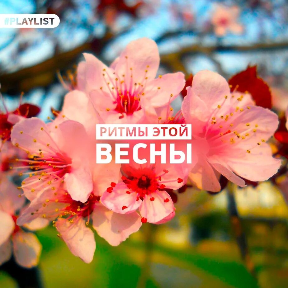 Весенний плейлист песен. Весенний плейлист обложка. Весенний плейлист. Весенний плейлист песен. Весенний плейлист песен.