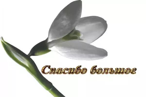 Стильные весенние букеты. Благодарю весну. Нежные весенние цветы. Спасибо с весенними цветами. Огромное спасибо.