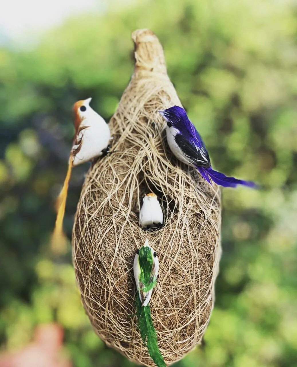The bird nest