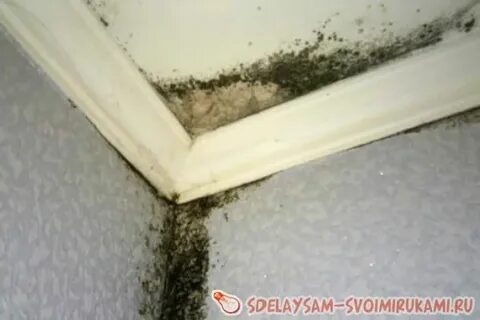 Сыреют углы дома