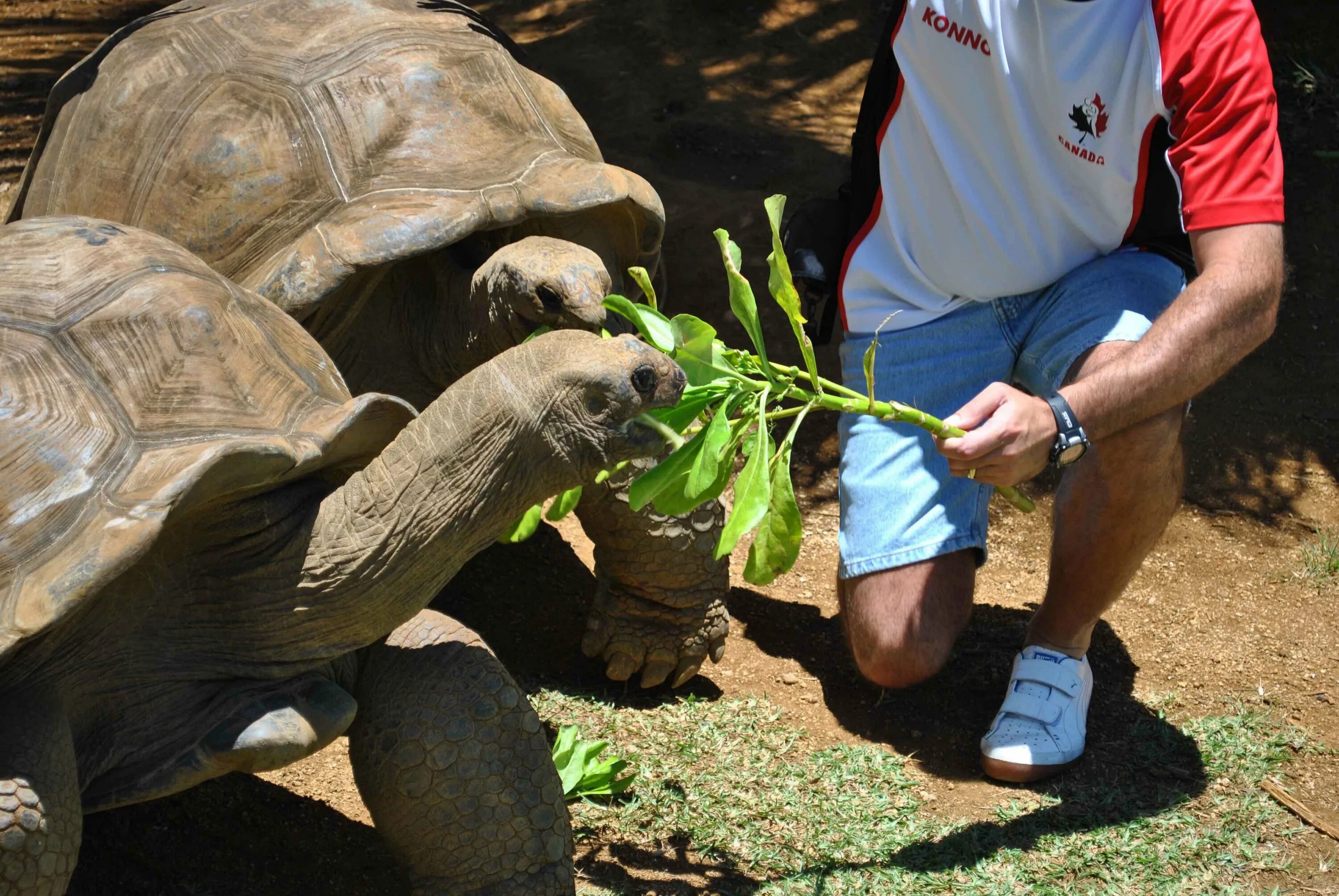 Ферма черепаха. Парк черепах Маврикий. Маврикий черепахи гигантские. Маврикийская черепаха. Маврикий и черепах.