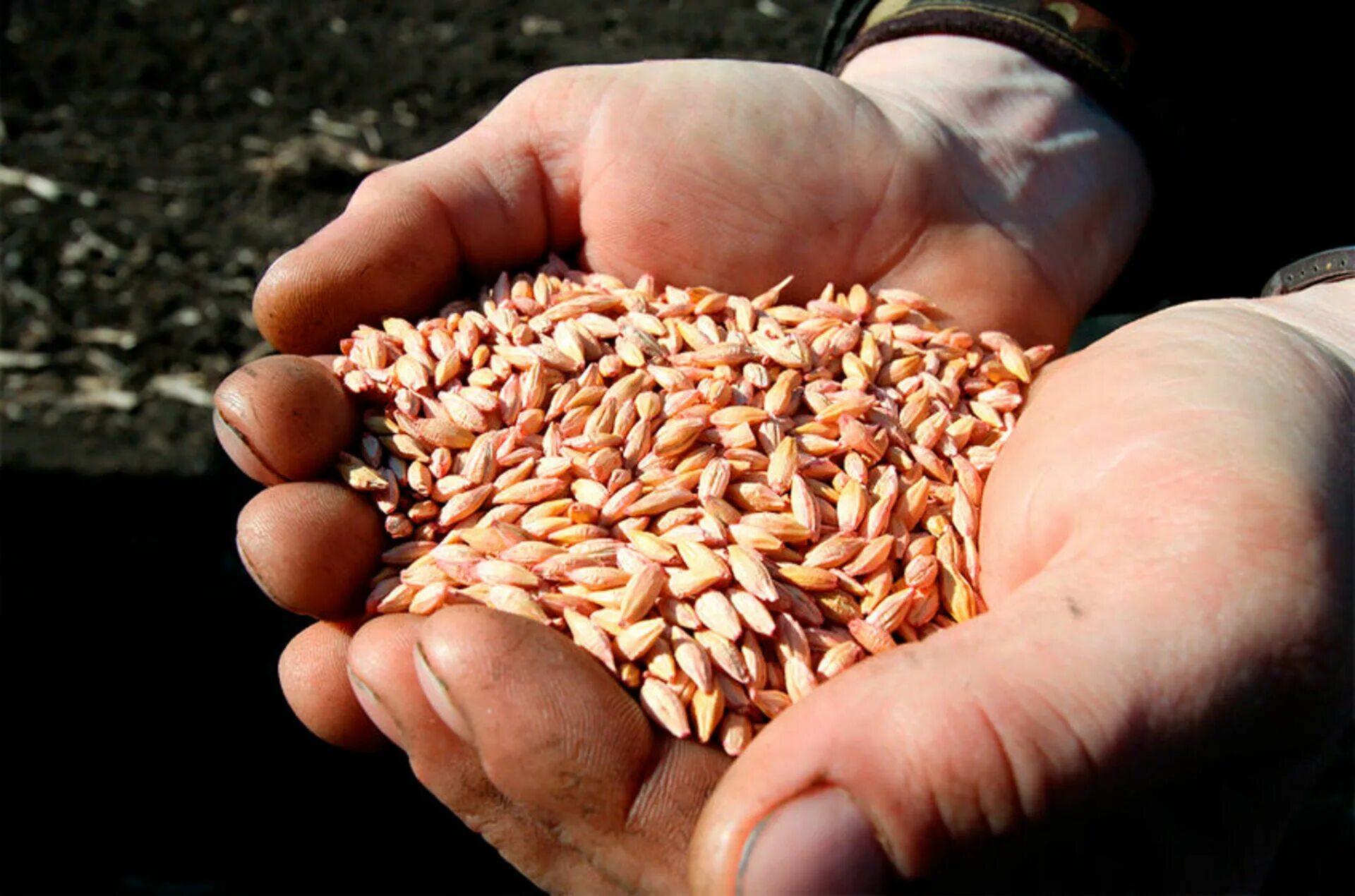 Посеявший зерно самоклеящаяся. Экспорт зерна. Пшеница зерно. Поставки зерна. Посев зерен пшеницы.