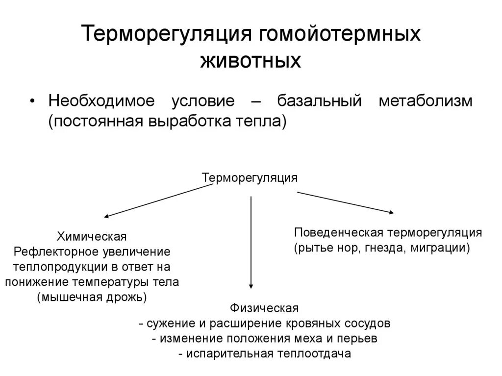 Механизмы терморегуляции у теплокровных животных. Терморегуляция способы терморегуляции. Механизмы терморегуляции у гомойотермных организмов. Способы терморегуляции у животных. Регуляция температуры кожей