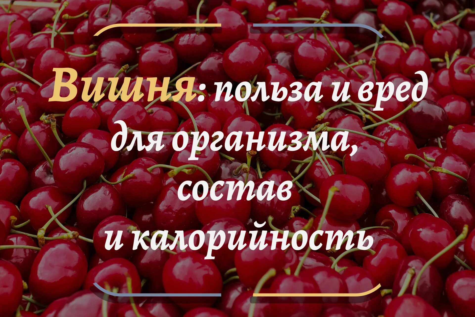 Польза черешни. Чем полезна вишня для организма. Польза вишни для организма. Вишня польза и вред для здоровья человека. Вишня польза.