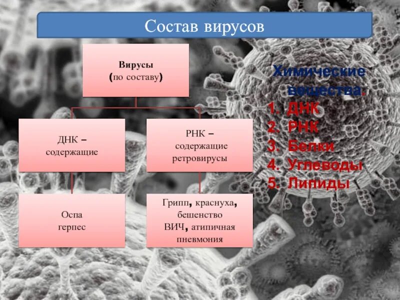 Особенности строения и жизнедеятельности вирусов 5 класс. Состав вируса. Химический состав вирусов. Жизнедеятельность вирусов. Продукты жизнедеятельности вирусов.