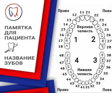 Какой зуб даю
