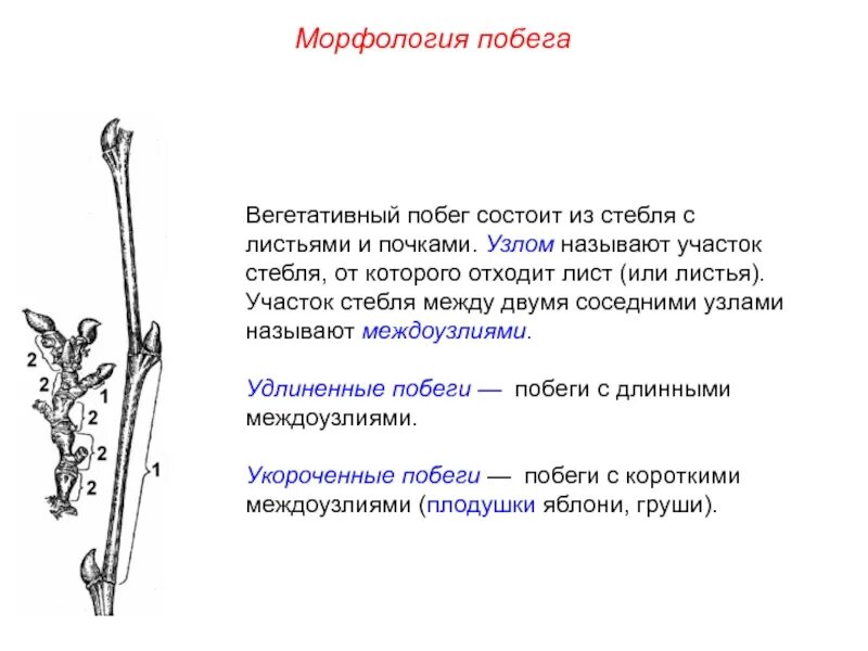 Удлиненные и укороченные побеги. Морфология побега. Почки растений. Удлиненный вегетативный побег. Побег, состоящий из стебля, листьев и поче. Участки стебля между узлами называют.