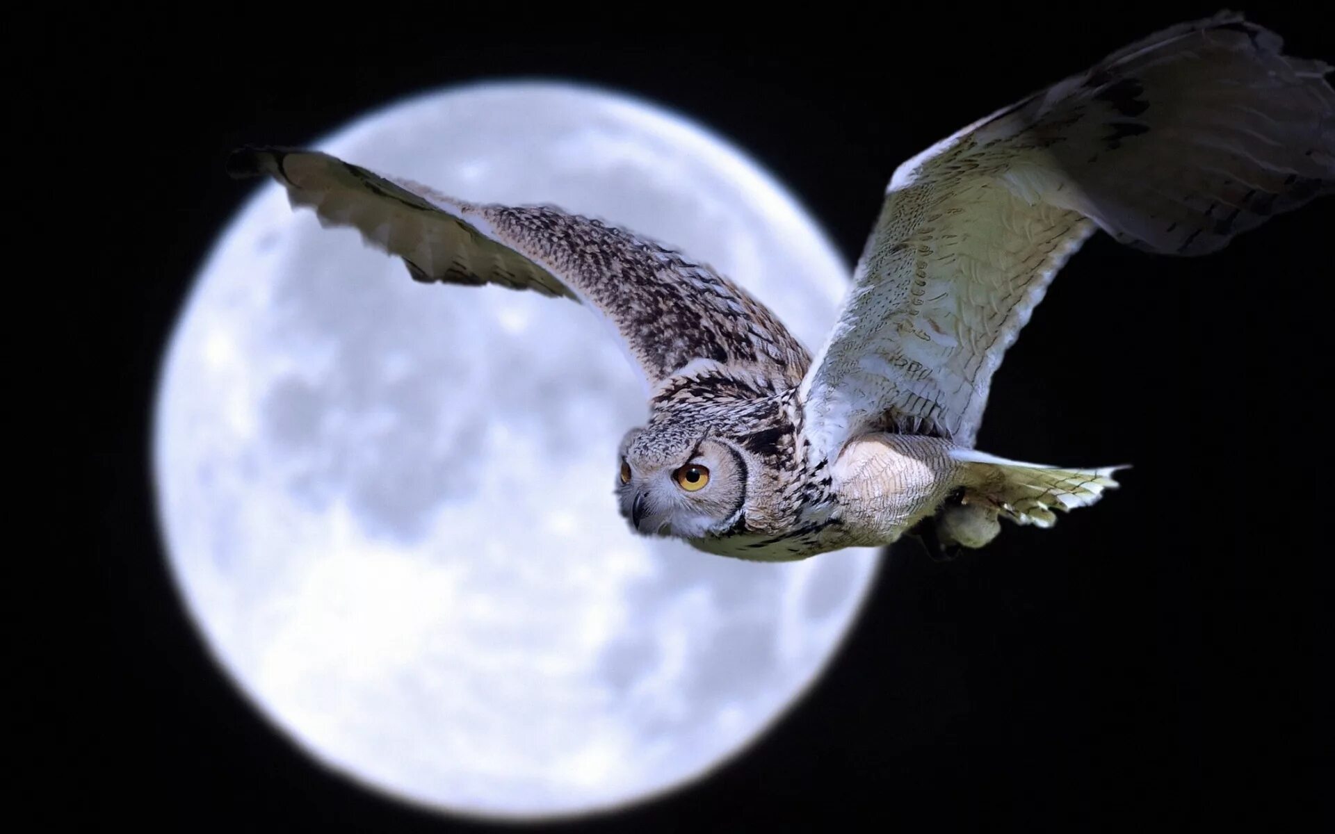 Ночные совы и летнее небо читать. Сова ночная хищная птица. Филин ночной хищник.
