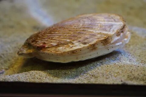 Морской гребешок фото