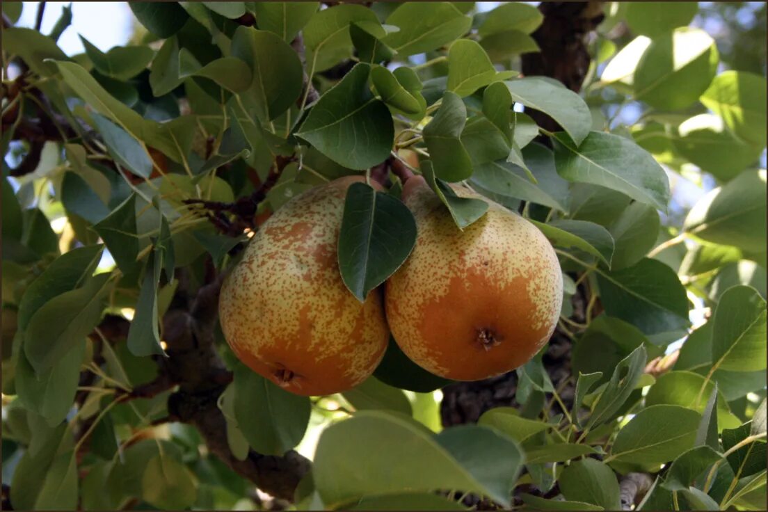 Груша кустарник. Груша обыкновенная (pyrus communis). pyrus communis дерево. груша лесная pyrus. дикая груша дичка.