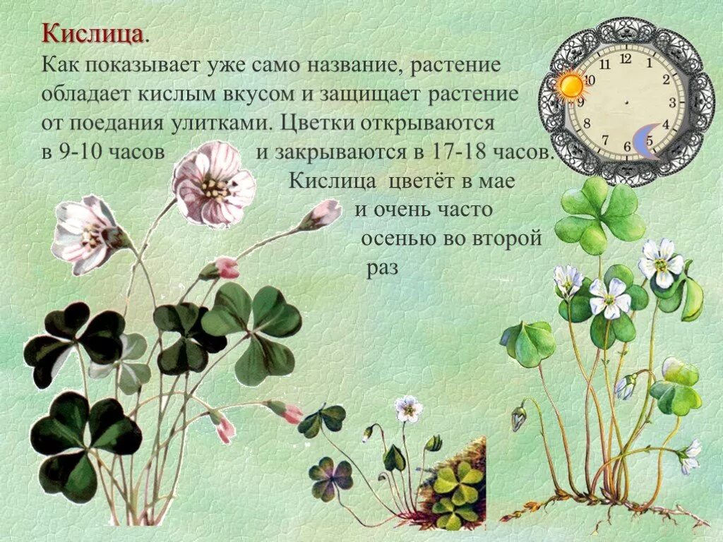 Экологический проект лекарственные растения. Цветочные часы растений таблица. Цветочные часы проект. Как растения определяют время. Многообразие культурных растений.