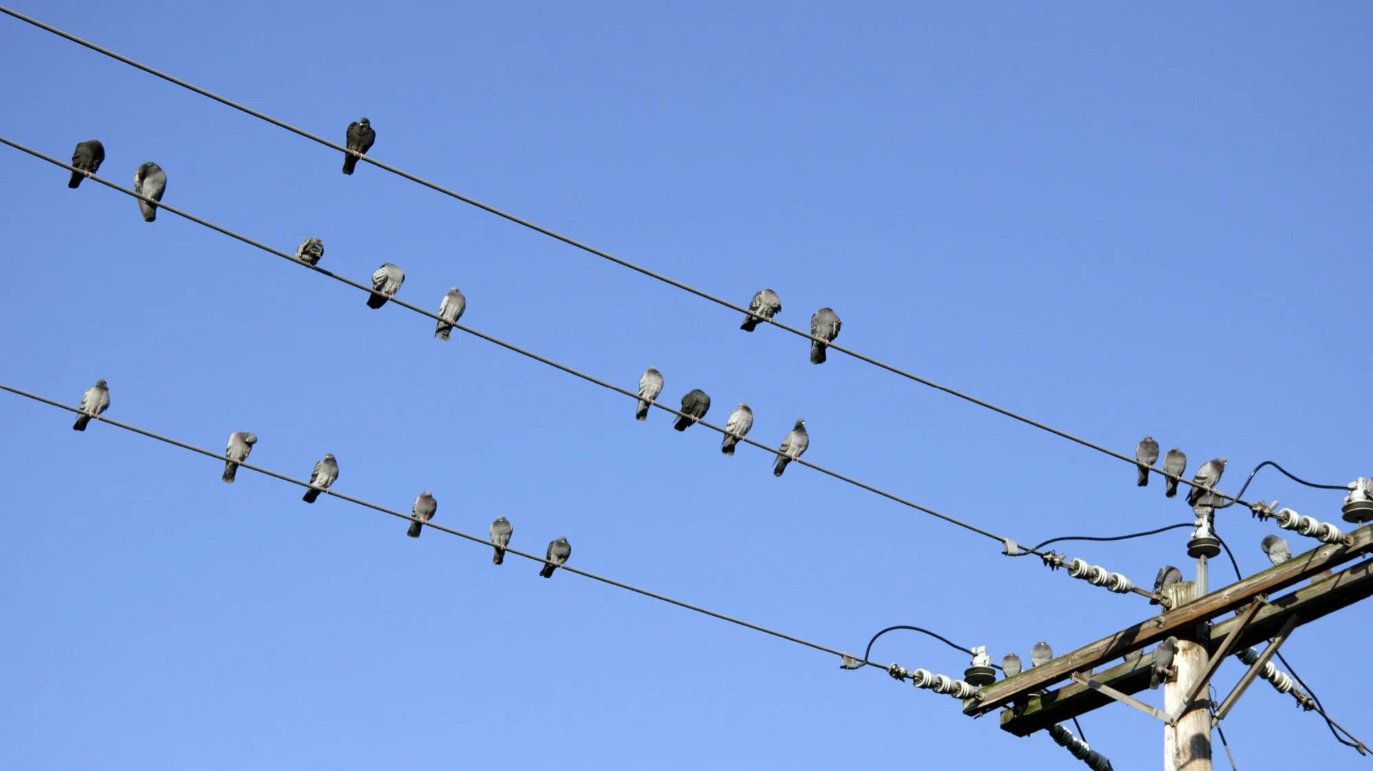 Птицы на ЛЭП. Птицы на линиях электропередач. Птицы на проводах ЛЭП. Птицы сидят на проводах.