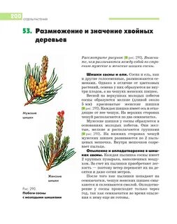 Признаки мужских шишек сосны