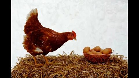 Курица несушка сидит на яйцах