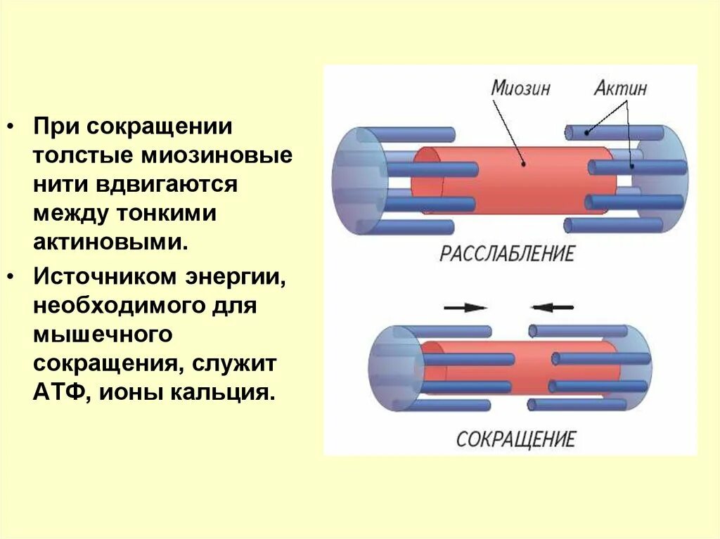 Актино. При сокращении мышц нити актина. Актин миозиновый комплекс и механизм мышечного сокращения. Актин и миозин в мышцах схема. Актин и миозин строение функции.