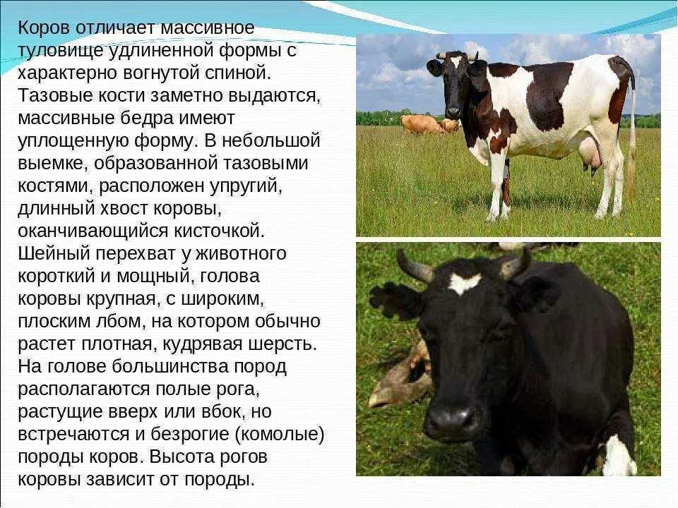 Информация о корове. Сообщение о корове. Корова домашнее животное описание. Рассказ о корове. Где находится порода