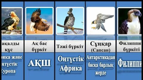 Порно Бастила Шан