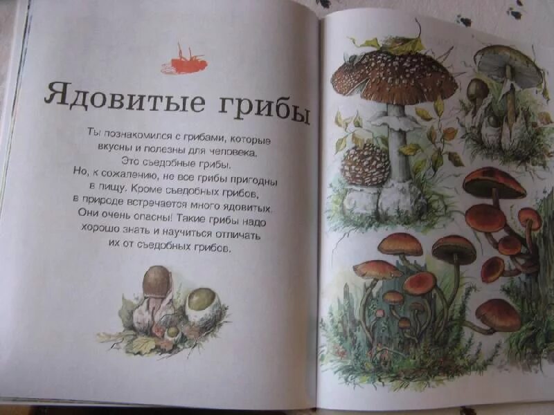 Чтение про грибы. Книги про грибы для детей. детские книги про грибы. детская книжка про грибы. царство грибов книга.