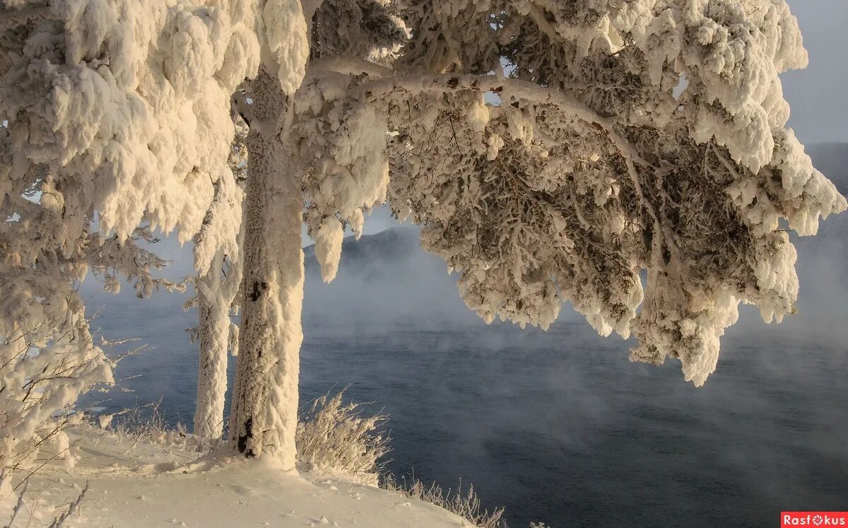 лиственные деревья зимой. деревья трещат от мороза. мороз в городе. деревья трещали от холода. зимние деревья.