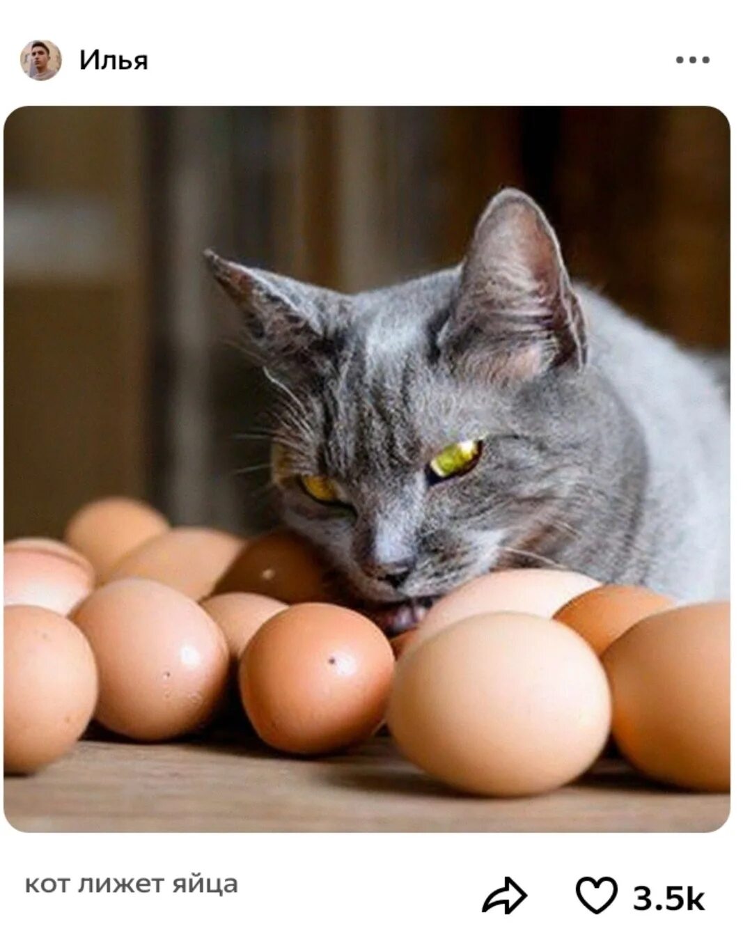 Котэ яйца сборник. Яйца кота. Кошачьи яички. Котик с яйцами.