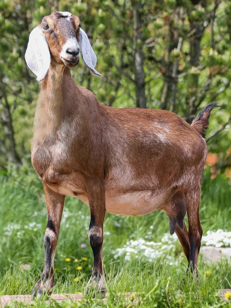 Нубийские козы. Коза нубийской породы. Англо-нубийская коза. Африканская нубийская коза. Коза нубийской породы описание породы цена