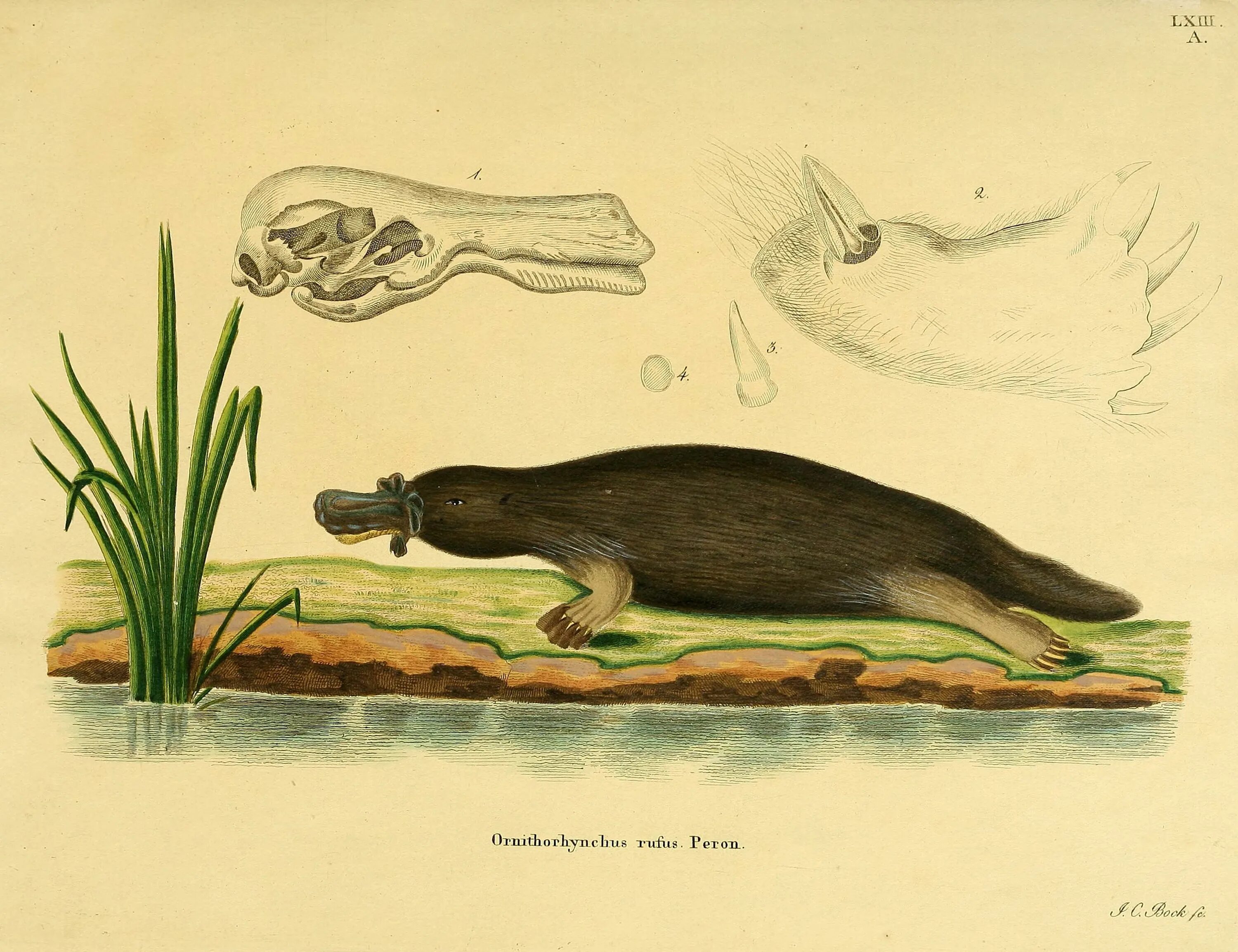 Утконос в австралии. Утконос животное. Ornithorhynchus anatinus. Утконос плавает. Утконос рептилия.