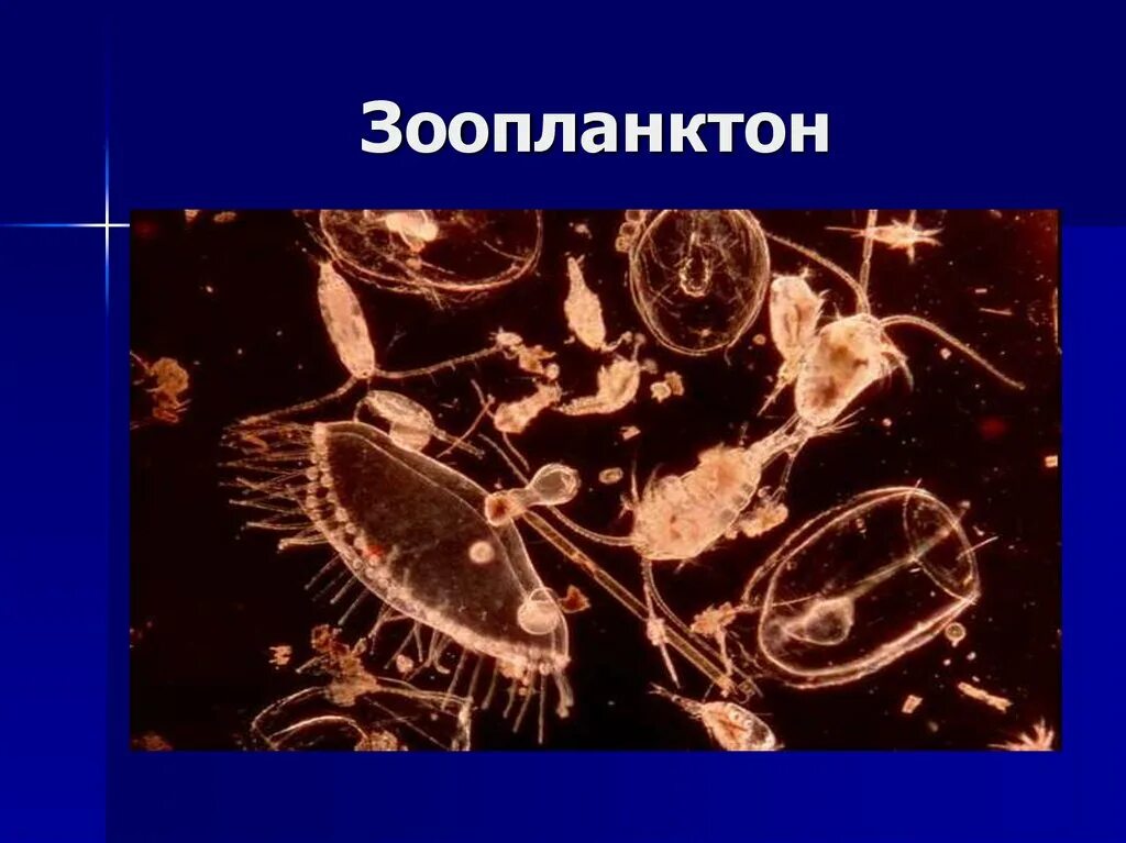 Зоопланктон. Организмы зоопланктона. Зоопланктон примеры. Планктон. Презентации по экологии. Зоопланктон составляют