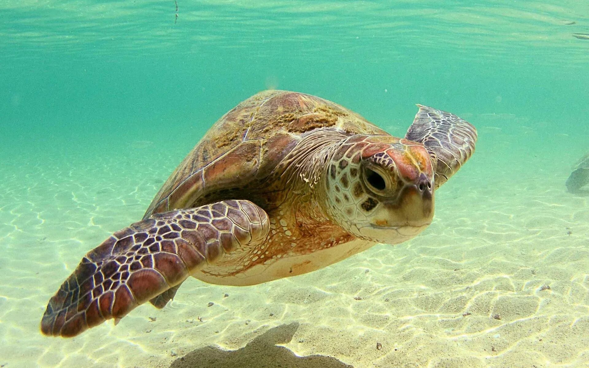Водные животные это. Хоксбильская морская черепаха. Морская черепаха бисса. Черепаха бисса (Каретта). Морская черепаха и Черепашата.
