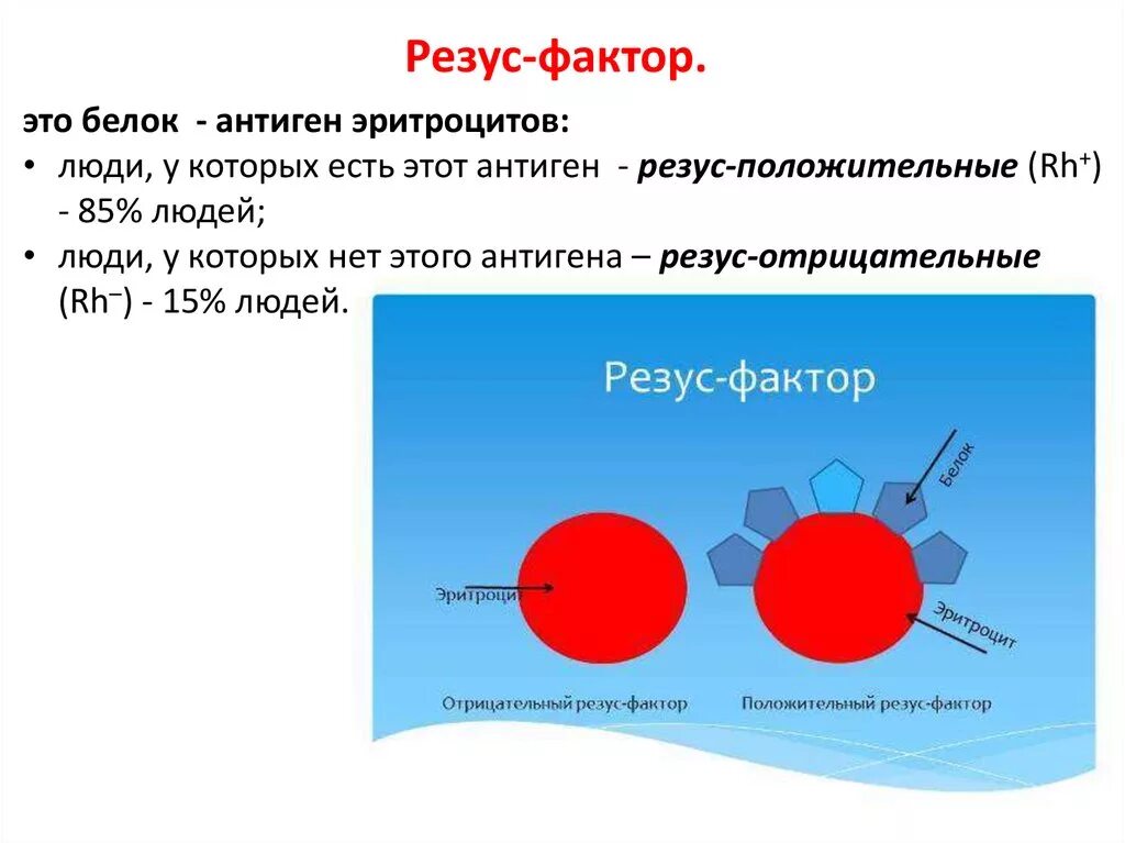 Система rh эритроцитов резус фактор. Резус фактор локализация антигенов. Отличие резус факторов крови. Антигены у отрицательного резус фактора. Резус d положительный