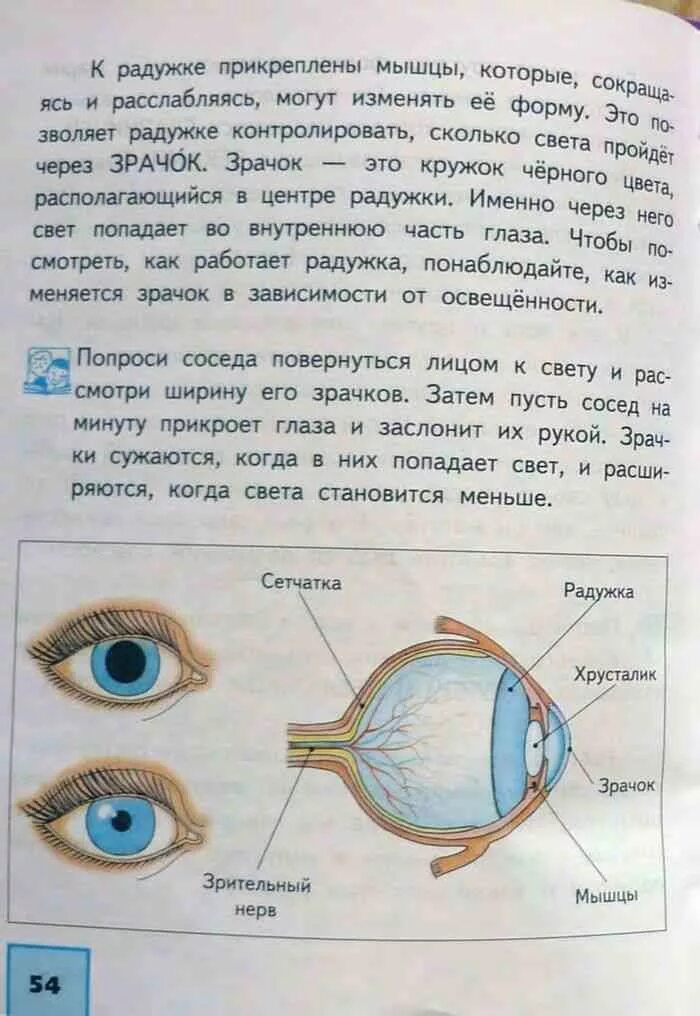 Части глаза окружающий мир. Строение глаза. Глаз по окружающему миру 4 класс. Глаз 4 класс окружающий мир. Человек 4 класс окружающий мир с названиями