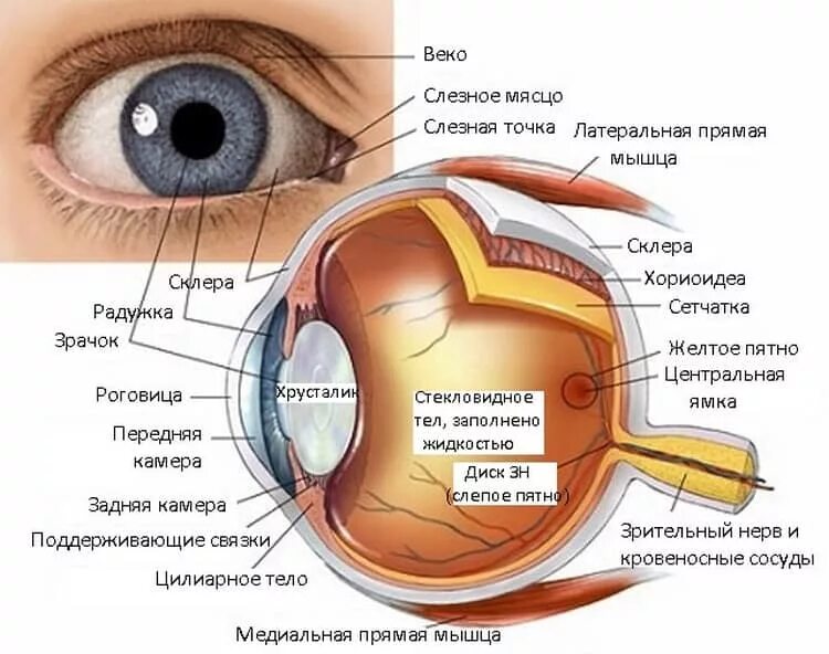 Строение глаза описание. Строение глаза человека анатомия. структура глаза человека схема. строение глаза человека анатомический атлас. строение глаза изнутри.