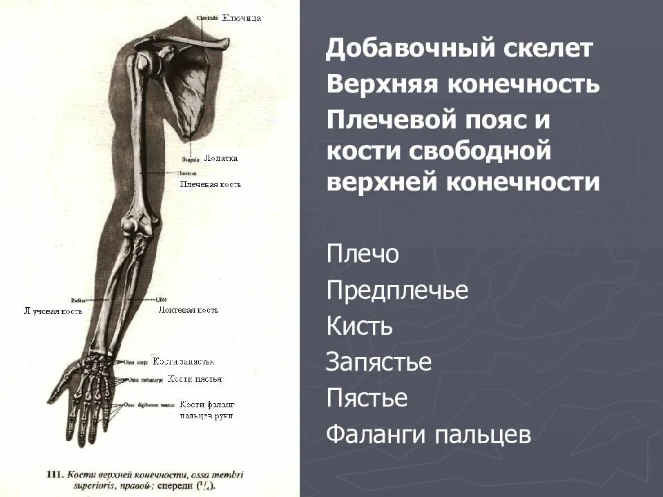 Скелет свободной верхних конечностей предплечье. Плечевой пояс верхней конечности. Плечевой пояс и скелет верхних конечностей. Кости скелета верхней конечности.