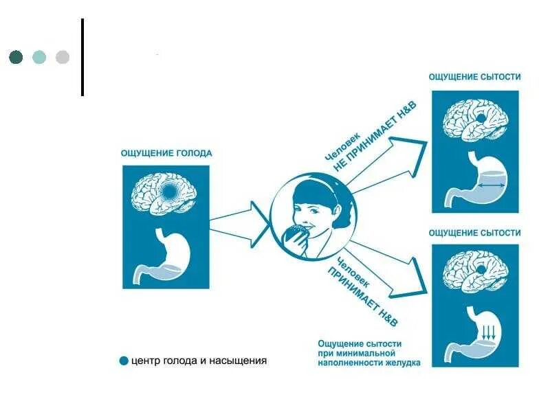 Почему появляется голод. Чувство голода и насыщения. Центр голода и насыщения. Ощущения сытости и голода. Центр сытости и голода.