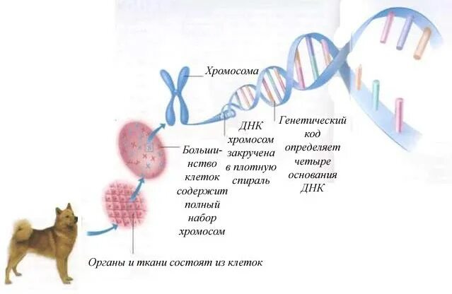 Хромосомы собаки. ДНК животных. Генетика хромосомы. Сколько хромосом у собаки.