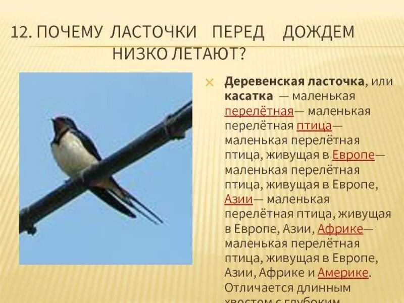 Ласточки низко летают примета. Приметы про ласточек. Деревенская Ласточка. Ласточки летают низко перед дождем.