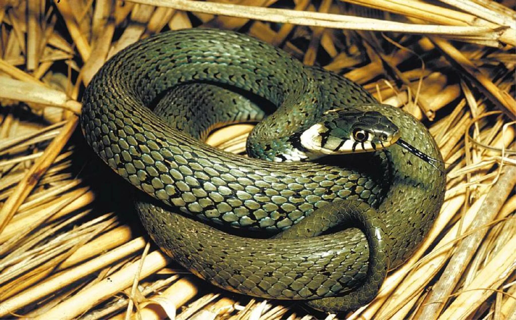 гадюки карельского перешейка. змея лесная. колхидский уж. гадюка никольского (vipera nikolskii). обыкновенная медянка.