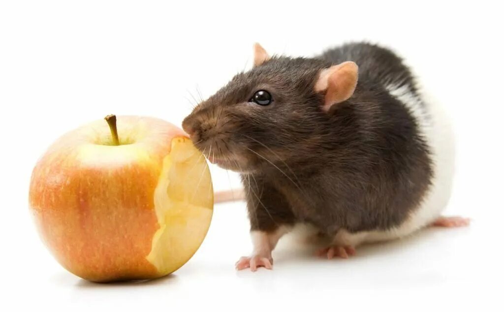 Фруктовая крыса. Декоративные мыши. Крыса с овощами. Фрукты крысам. Мышь погрызла огурец.