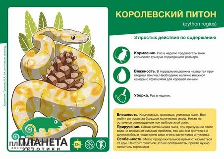 Королевский вес
